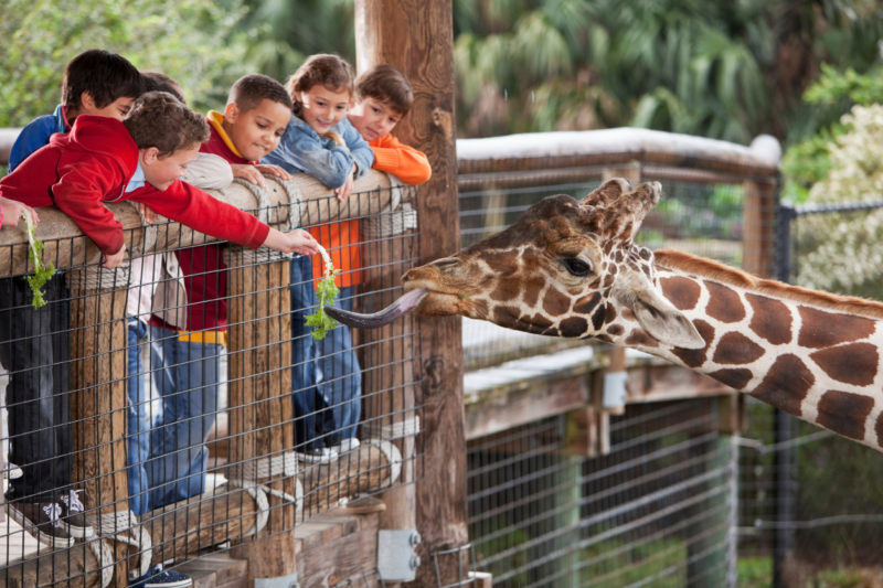 What Should I Do if I Was Injured at the Fort Worth Zoo?