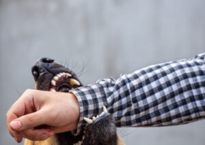 Abogado especializado en mordeduras de perro en Dallas