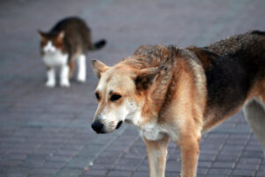 What Are Common Causes of Dog Bites?