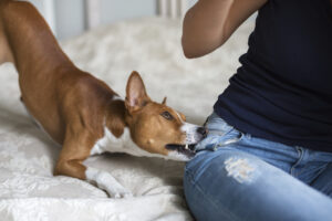 What Are Texas's Dog Bite Laws?